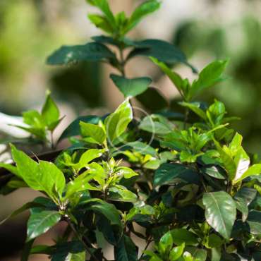 Small Terrace Garden
